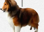 Quiz Dog breeds