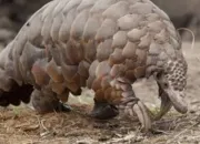 Quiz Pangolins