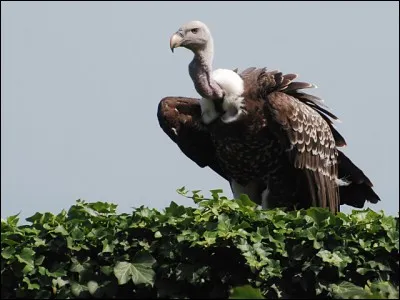 It is this bird that flies the highest ! It can reach 11,000 m in altitude, thanks to the upward winds, what is its name ?