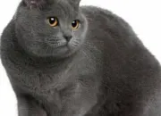 Quiz Chartreux, Russian Blue or Korat