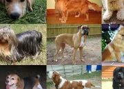 Quiz Dog Breeds