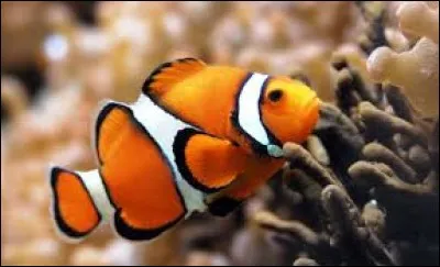 It looks like Nemo, doesn't it ? It's a ...