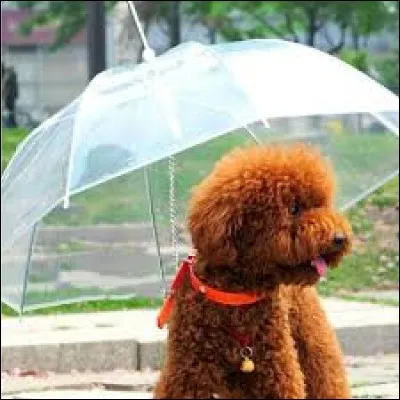 She told me : "You'd better ... an umbrella in case it rains".