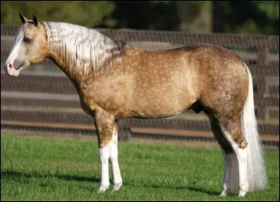 Which famous horse is this?