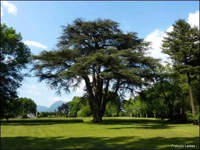 On which country's flag can you see a cedar tree?