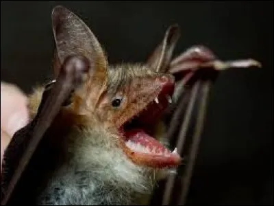 Why are bats called vampires?