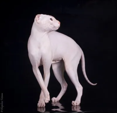 What breed is this?