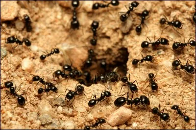 How do ants communicate?