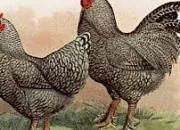 Quiz Breeds of Hens