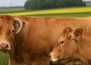 Quiz Breeds of cows