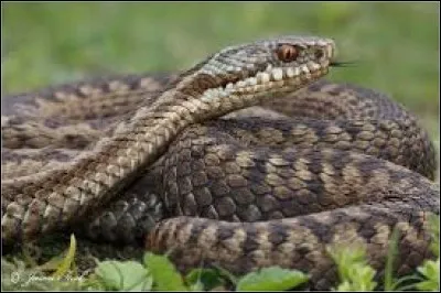 What is the name of this snake ?