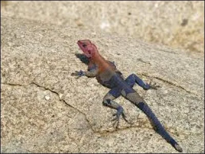 What is the name this this reptile ?