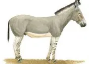 Quiz Equidae