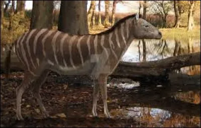 What is the name of this animal ?