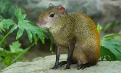 What is the name of this animal ?