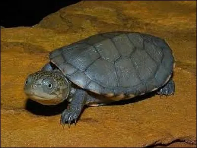 What is the name of this turtle ?