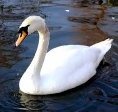 What is the name of this bird ?