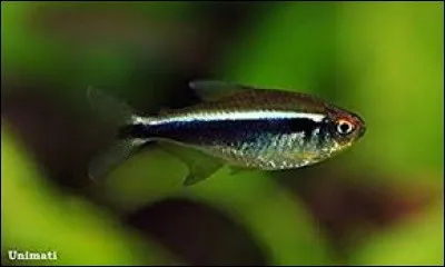 Whats is the name of this fish ?