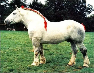 Which horse was used for ploughing in the past?