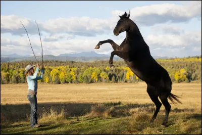 This horse's name is.....