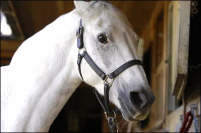 When a horse has its ears back and flat against his head, what does it mean?