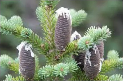 What is the name of this tree ?