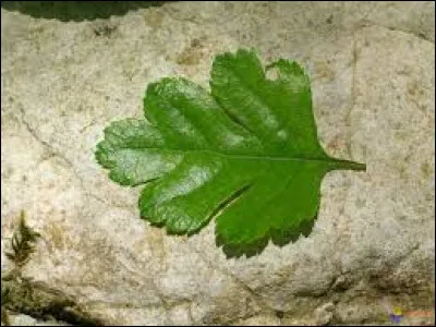 What tree does this leaf belong to ?