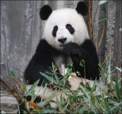 This is a.... .
it has black and white colour. The favorite food is bamboo.