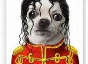 Quiz Our pets dressed up as rock stars