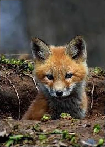 What do you call the fox's young?