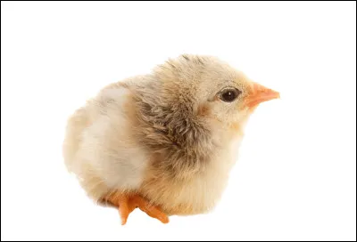 What is the name of the hen's chick?