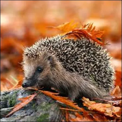 Animals - What is the name of this small animal?