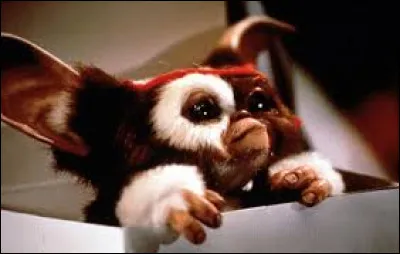 This adorable creature is a Mogwai.