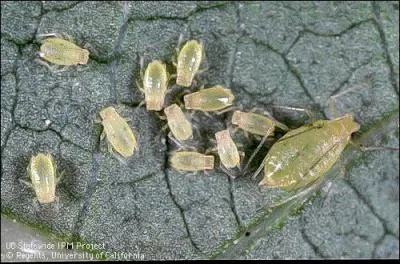 Aphids are a favorite food of which insect?