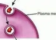 Quiz Immune system - hcs