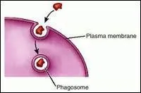 This picture shows what process of :