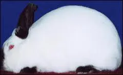 What is the name of this rabbit?