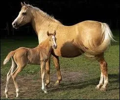 What breed is this horse?