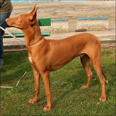 What is the breed of this dog?