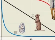 Quiz Population Density, Dispersion, and Demographics