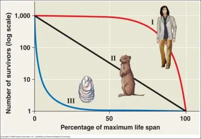 Which curve represents a population with a low youth survival rate but high survival rate among organisms that reach maturity?