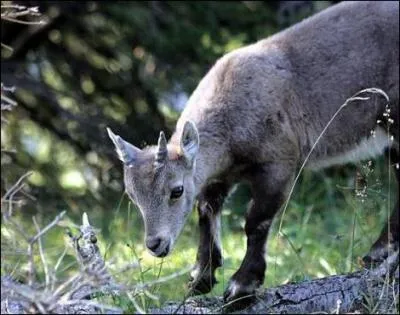 Three-time Olympic champion, like this young chamois, he devalued the slopes!