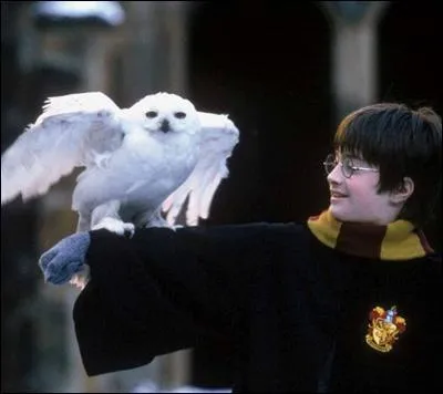 What's the name of Harry's white owl? (HP1)