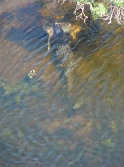 He frolics in the bayou, watched over by Cajuns!