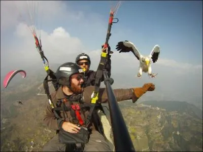 There are eagles in France !