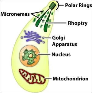 Which describes the organism pictured?