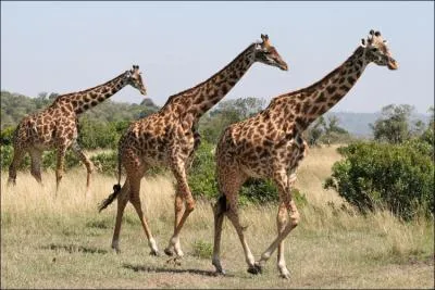 What do we say about the giraffe when it runs?