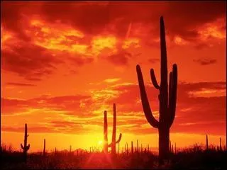 On Utah's license plate, we can see cacti.