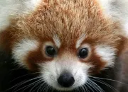 Quiz Red Panda