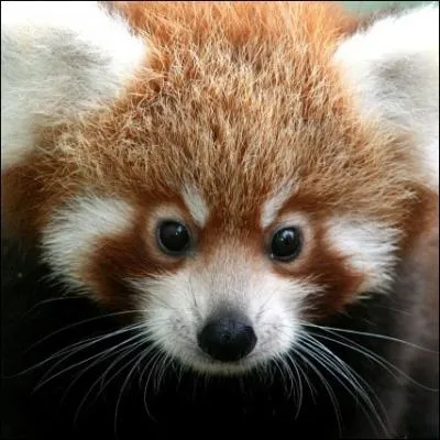 Where do red pandas live?